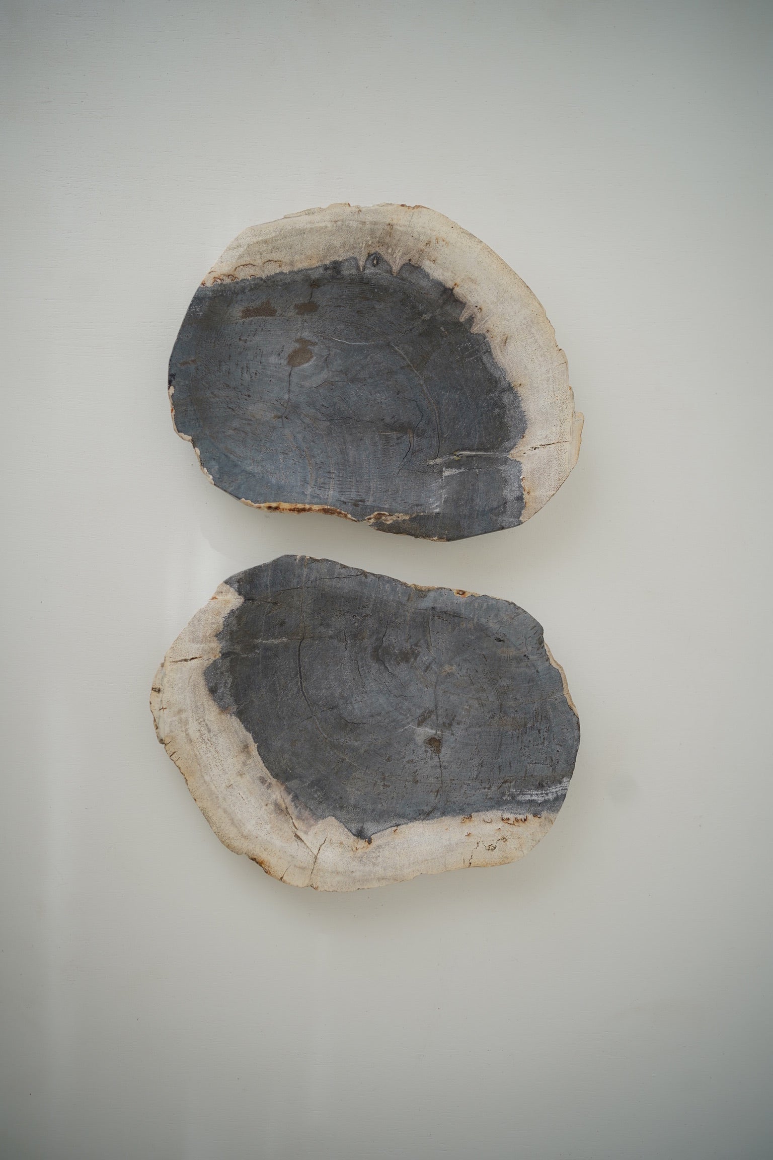 Indigo-Toned Petrified Wood Pair