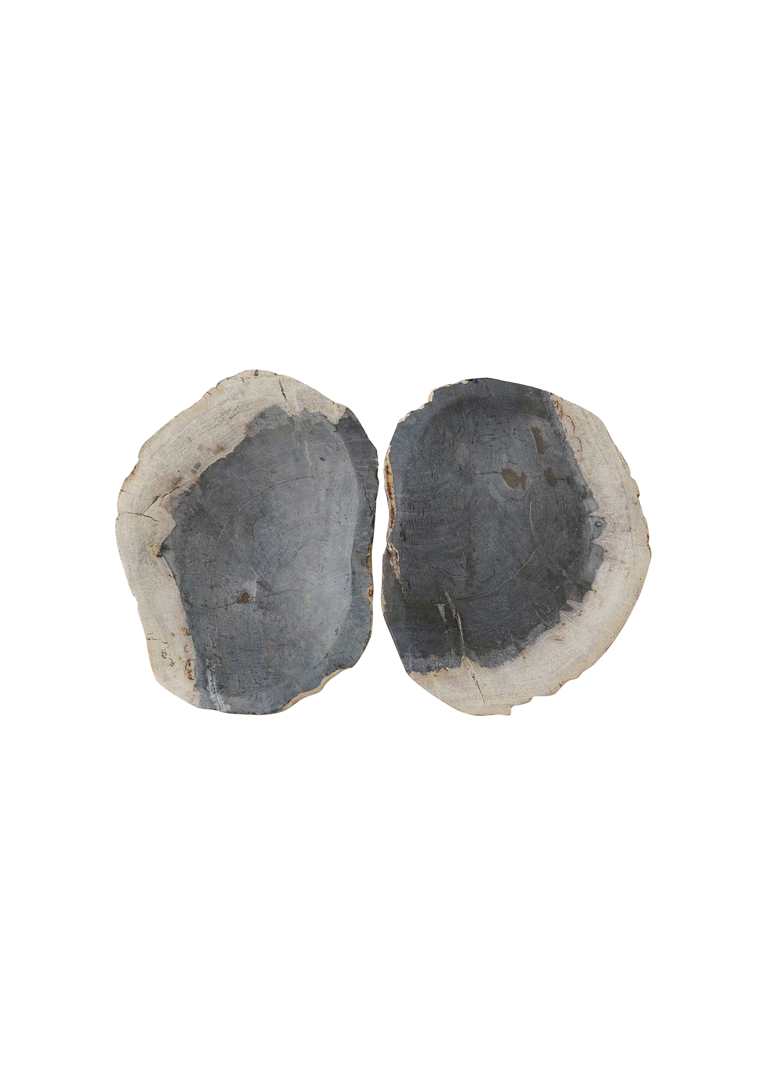 Indigo-Toned Petrified Wood Pair