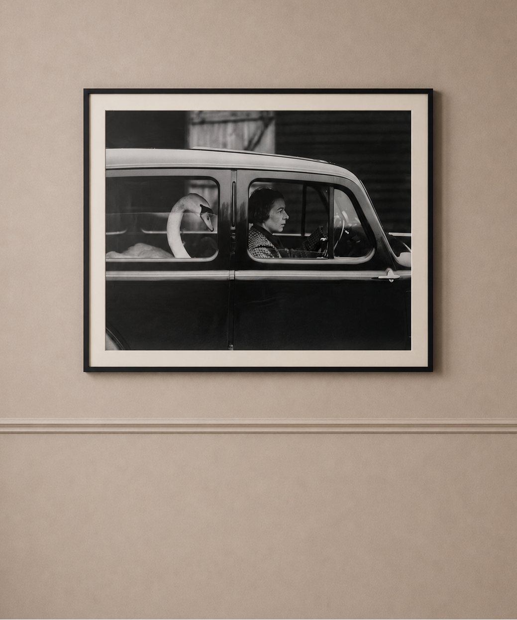 Framed Black and White Swan in a Car Photograph
