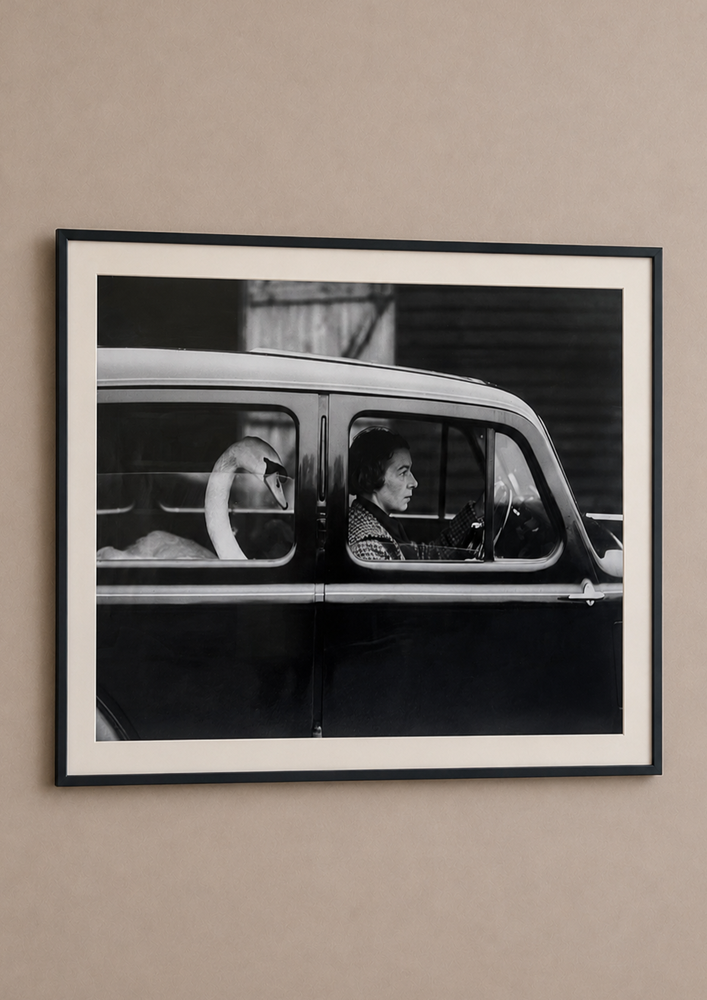 Framed Black and White Swan in a Car Photograph